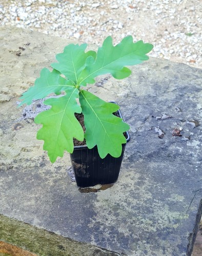 English oak tree seedlings - seedlings, 10-