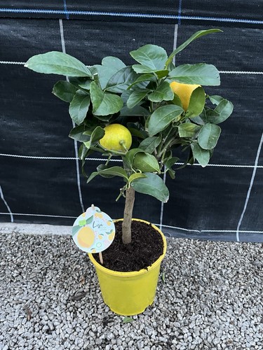 Citrus lemon meyer standard - citrus,