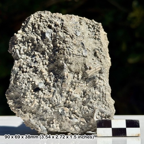 Mass crinoid and shell death - crinoid,