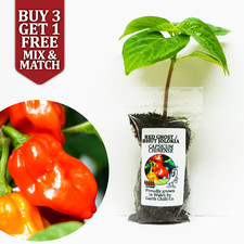 Red Ghost Bhut Jolokia Chilli