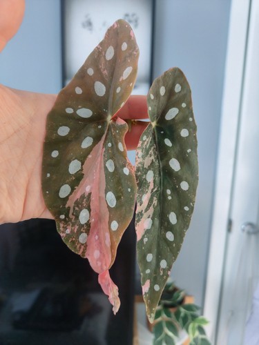 Rare begonia maculata pink - maculata,