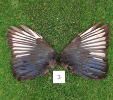 British Magpie Wings   3
