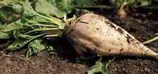 Sugar Beet Seeds (x5) - French Commercial Farm Organic Seeds