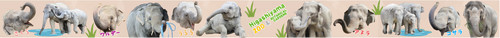 Asian elephant masking - asian,