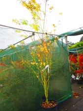 7.5ft inc. pot 25litre LARGE JAPANESE MAPLE Acer palmatum BiHo