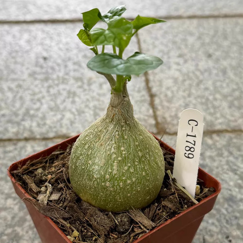 6cm 1pieces gerrardanthus - 1pieces,