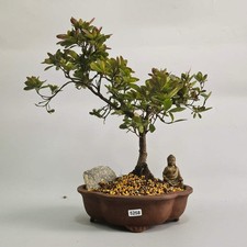 Azalea (Rhododendron) Premium