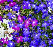 Lobelia Erinus Compacta String