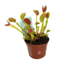 Venus Fly Trap Plant Indoors Carnivorous Dionaea Muscipula 1 or 3 x 9cm Pot