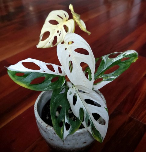 Rare monstera acuminata albo - acuminata,