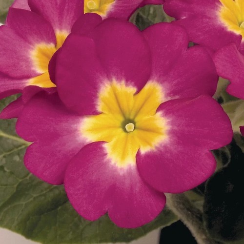 Primula polyanthus crescendo - primula,