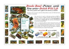 Brooke Bond Advert. 'Adobe