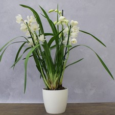 85cm Cymbidium Icing Sugar