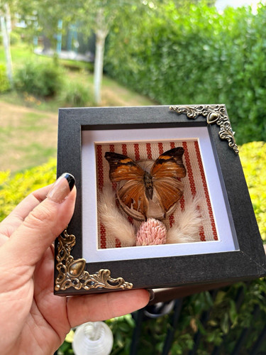 Mounted butterfly taxidermy