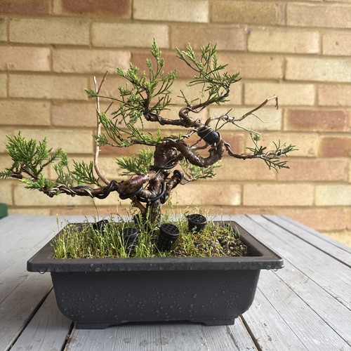Pre bonsai juniper - pre,