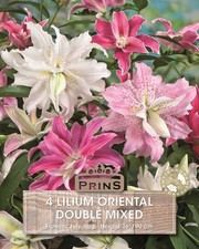 Lilium Lily Oriental 'Doubles