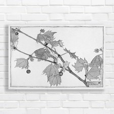 Botanical Illustration of