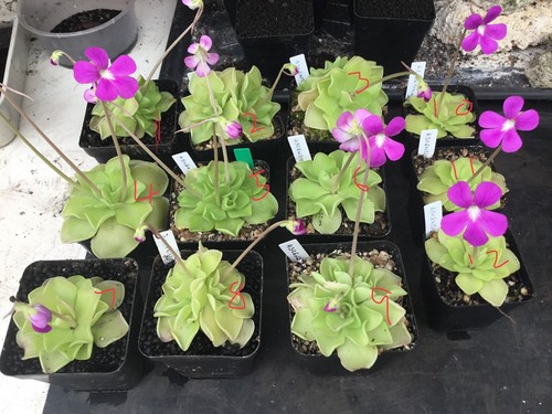 Pinguicula ascension - pinguicula,