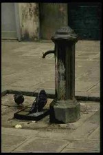 079060 Pigeon Watering Spot Venice A4 Photo Print