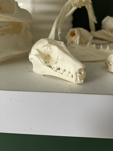 Taxidermy skeletons bones