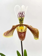 Paphiopedilum - Slipper Orchid