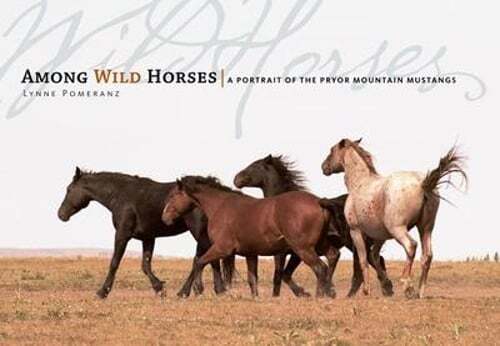 Among wild horses portrait - among, horses: