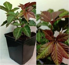 Parthenocissus henryana (Chinese Virginia Creeper) -  Plants in a 11 cm Pot