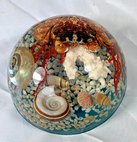 Seashell paperweight - seashell,