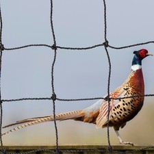 Anti-Bird Pen Top Netting 42ft x 42ft x 1.5" Mesh (38mm) Pheasant Game Poultry