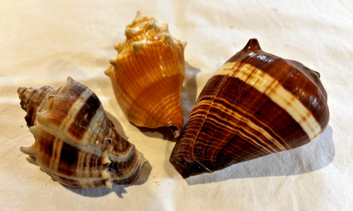 Crown conch shells - 3,