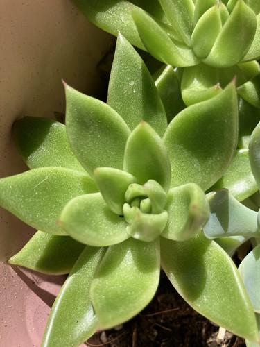 Echeveria green succulent - green,