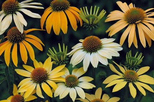 Echinacea mellow yellows - echinacea,