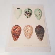 Antique Bird Egg c1890s print lithograph ornithology Frohawk British matted no21