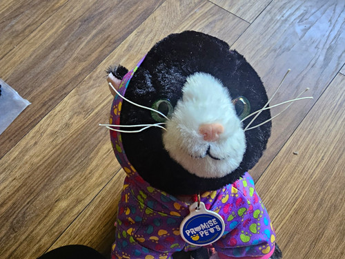 Build bear promise pets - bear,