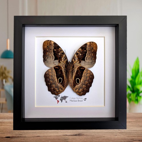 Framed caligo beltrao owl - framed,