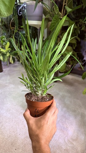 Pochypodium lamerei - pochypodium,