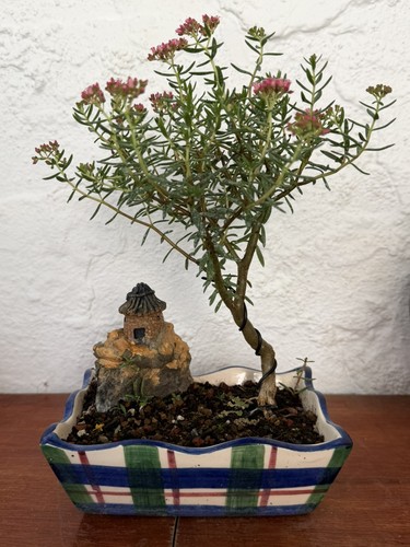 Crassula sarcocaulis hardy - crassula,