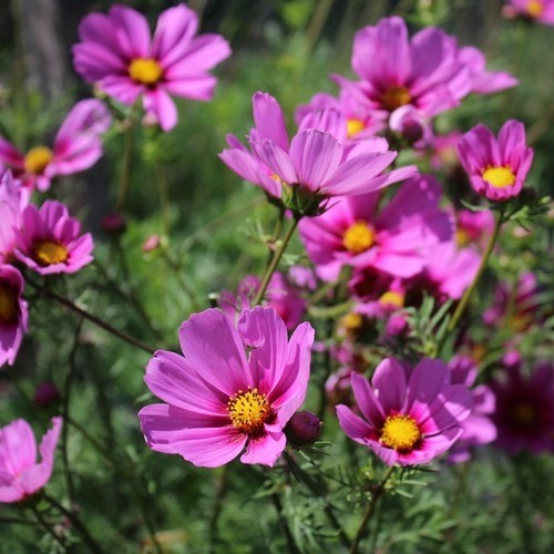 Gorgeous cosmos radiance - 9,