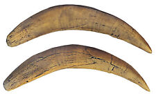A pair of canines (teeth) of saber-toothed tiger  - a resin copy of original