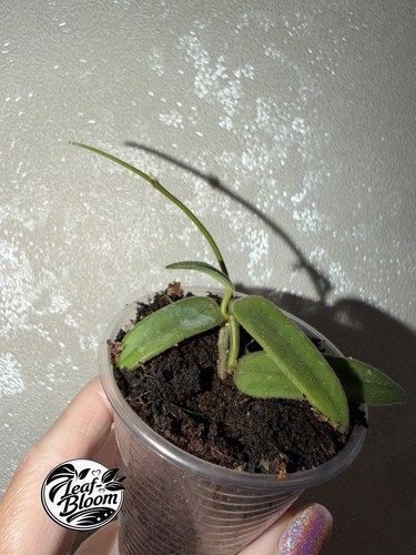 Hoya lyi china fragrant - hoya, china|