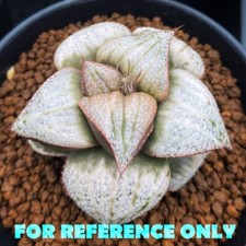 Haworthia Splendens 'Taj