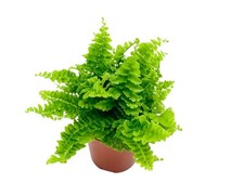 Nephrolepis Green Fantasy |