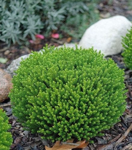 Hebe green globe dwarf - green,
