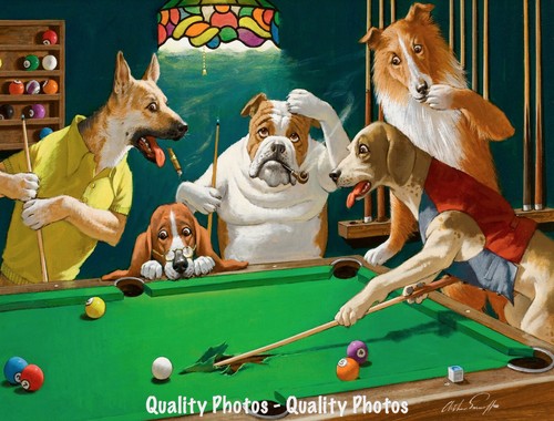 Dog playing pool tears - dog, w/