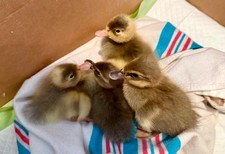 12+ Indian Runner duck