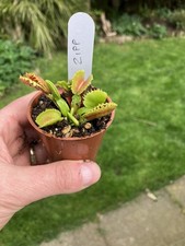 Venus Fly Trap, Dionaea