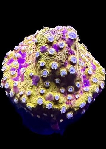 Live coral cyphastrea - live,