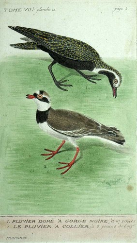 Golden plover black faced - golden, plover,