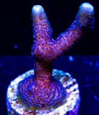 German Blue Monti Montipora Digi Digiata SPS Coral Frag Reef not Soft LPS Hammer