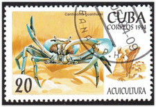 Blue land crab Cardisoma guanhumi